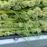 四川蒜苔大量上市了，需要定货的朋友欢迎来人来电！