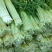 四川蒜苔大量上市了，需要定货的朋友欢迎来人来电！