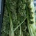 四川蒜苔大量上市了，需要定货的朋友欢迎来人来电！