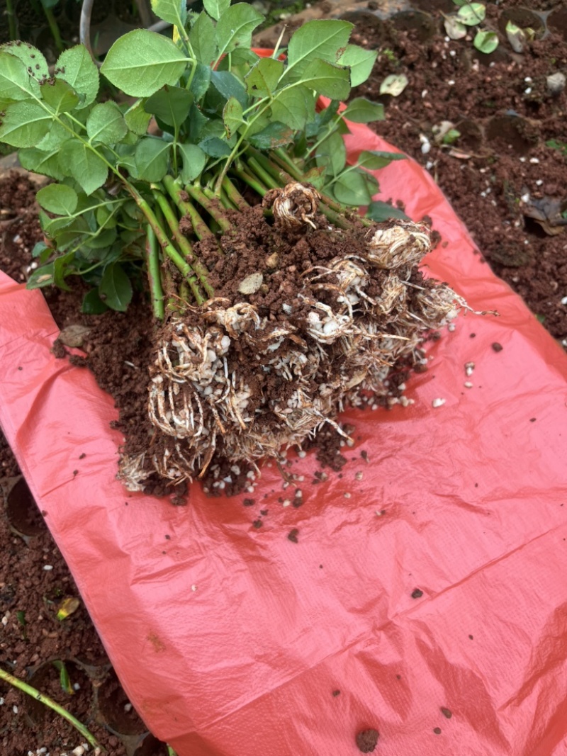 玫瑰花苗