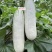山东正宗头茬博洋61甜瓜/新鲜采摘/脆甜爽口