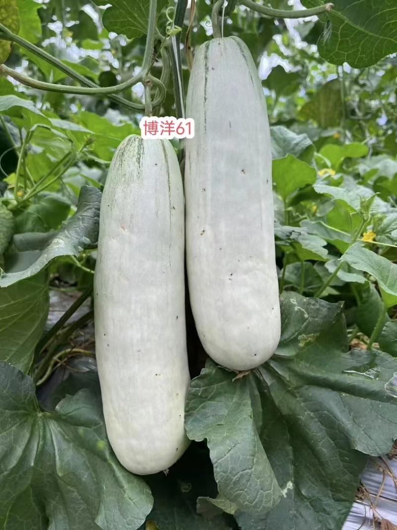 山东正宗头茬博洋61甜瓜/新鲜采摘/脆甜爽口
