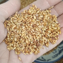 柏子仁柏籽仁天然晒干实物实拍现货供应产地直供