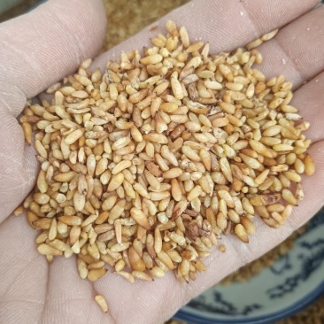 柏子仁柏籽仁天然晒干实物实拍现货供应产地直供