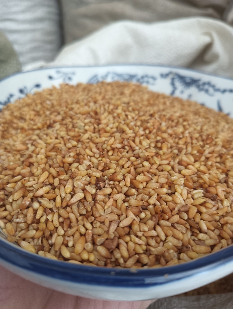 柏子仁柏籽仁天然晒干实物实拍现货供应产地直供