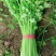 芹菜，大量上市，欢迎前来采购，量大货优，支持看货