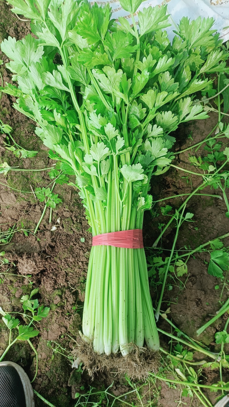 芹菜，大量上市，欢迎前来采购，量大货优，支持看货