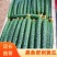 【在售】夏邑密刺黄瓜大量上市，质量好价格低，对接全国客商