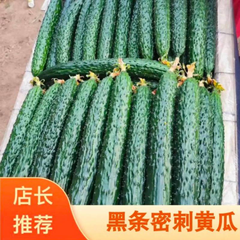 【在售】夏邑密刺黄瓜大量上市，质量好价格低，对接全国客商
