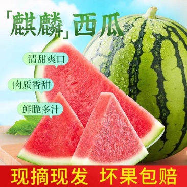 （推荐西瓜）陕西西瓜/美都西瓜/麒麟西瓜/供应电商市场