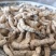 白僵蚕僵蚕个头饱满玻璃茬实物实拍【鲁赣药材批】