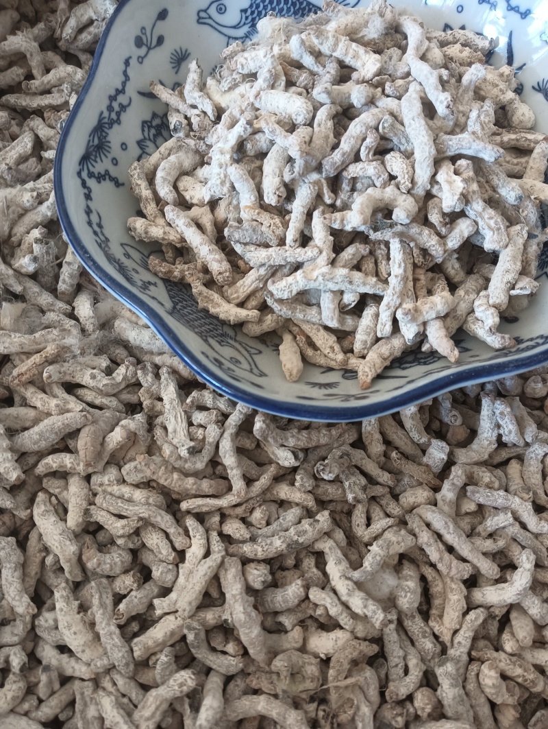 白僵蚕僵蚕个头饱满玻璃茬实物实拍【鲁赣药材批】