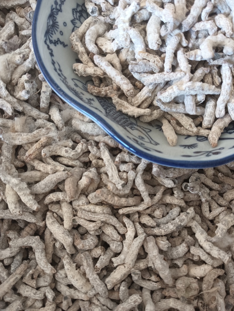白僵蚕僵蚕个头饱满玻璃茬实物实拍【鲁赣药材批】