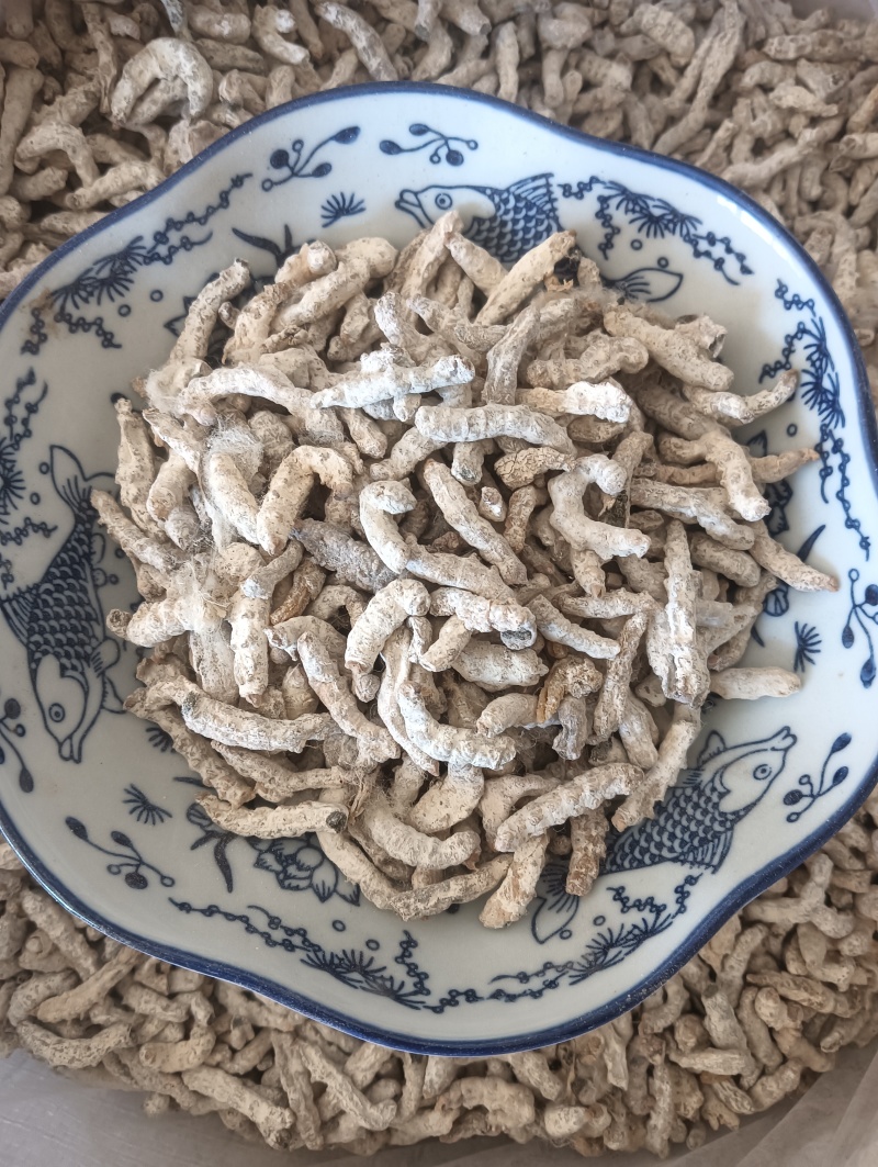 白僵蚕僵蚕个头饱满玻璃茬实物实拍【鲁赣药材批】