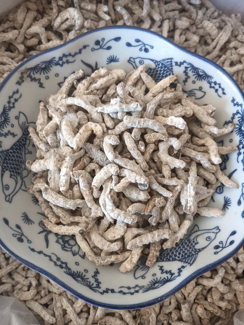 白僵蚕僵蚕个头饱满玻璃茬实物实拍【鲁赣药材批】