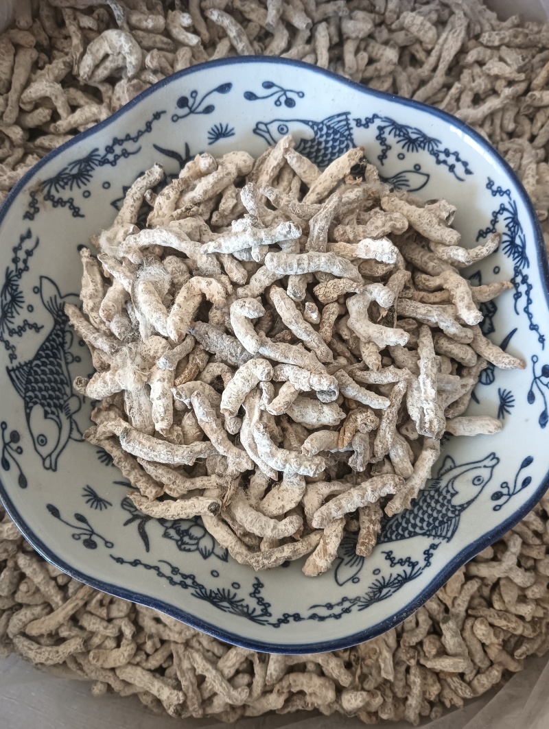 白僵蚕僵蚕个头饱满玻璃茬实物实拍【鲁赣药材批】