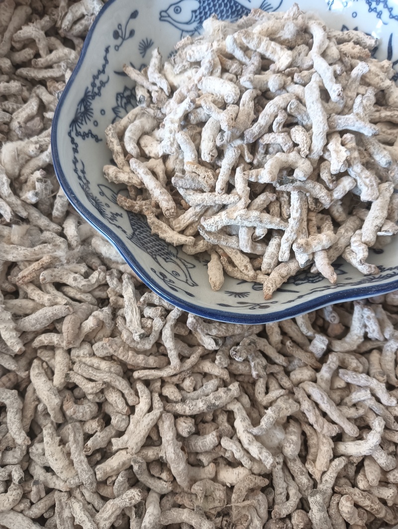白僵蚕僵蚕个头饱满玻璃茬实物实拍【鲁赣药材批】