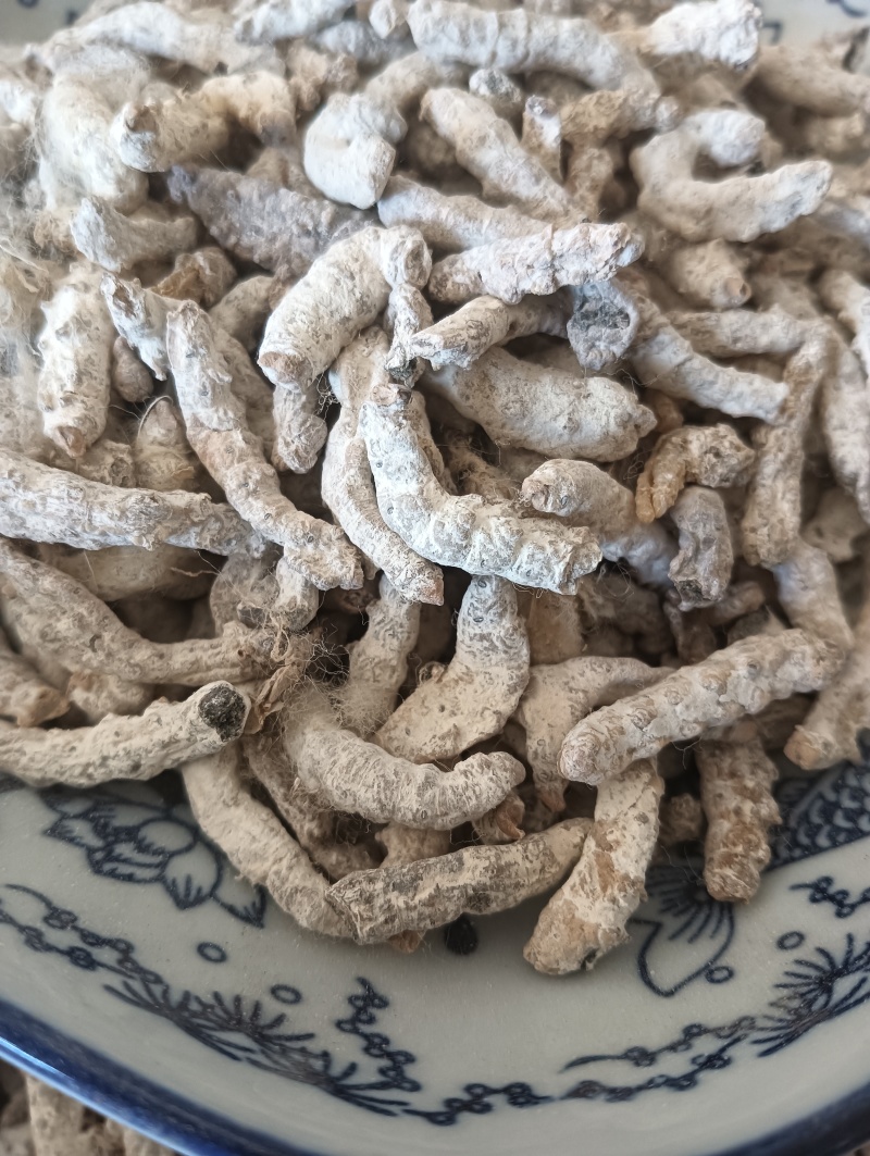 白僵蚕僵蚕个头饱满玻璃茬实物实拍【鲁赣药材批】