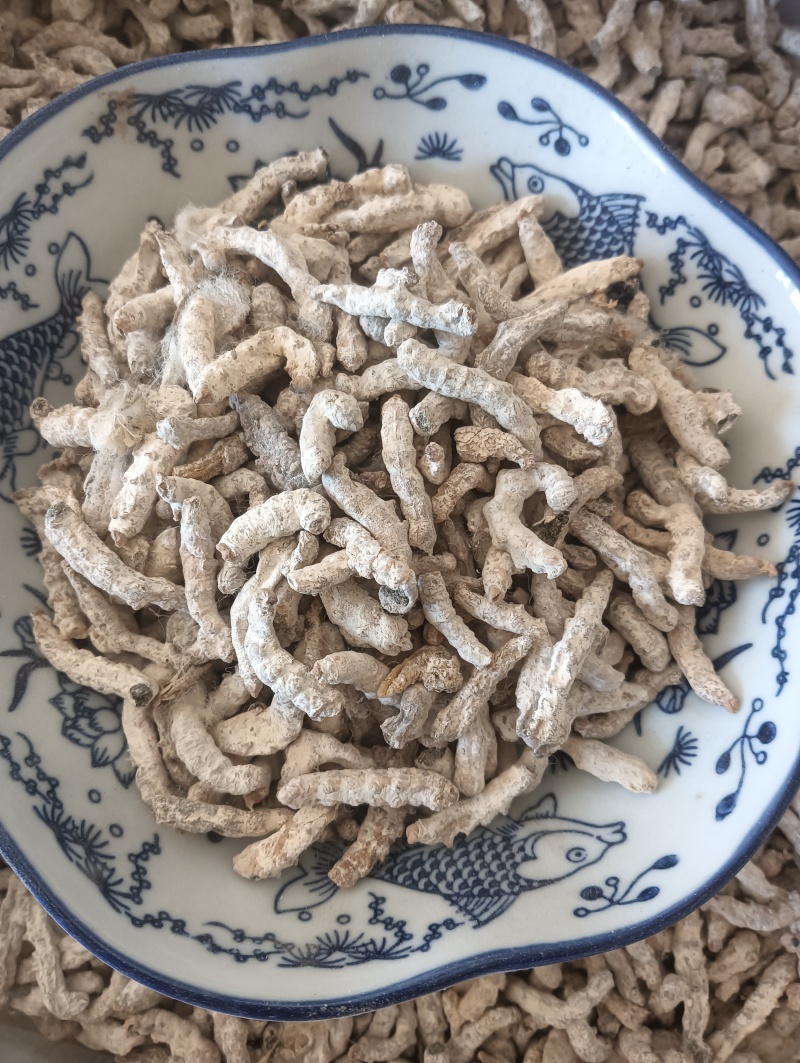 白僵蚕僵蚕个头饱满玻璃茬实物实拍【鲁赣药材批】