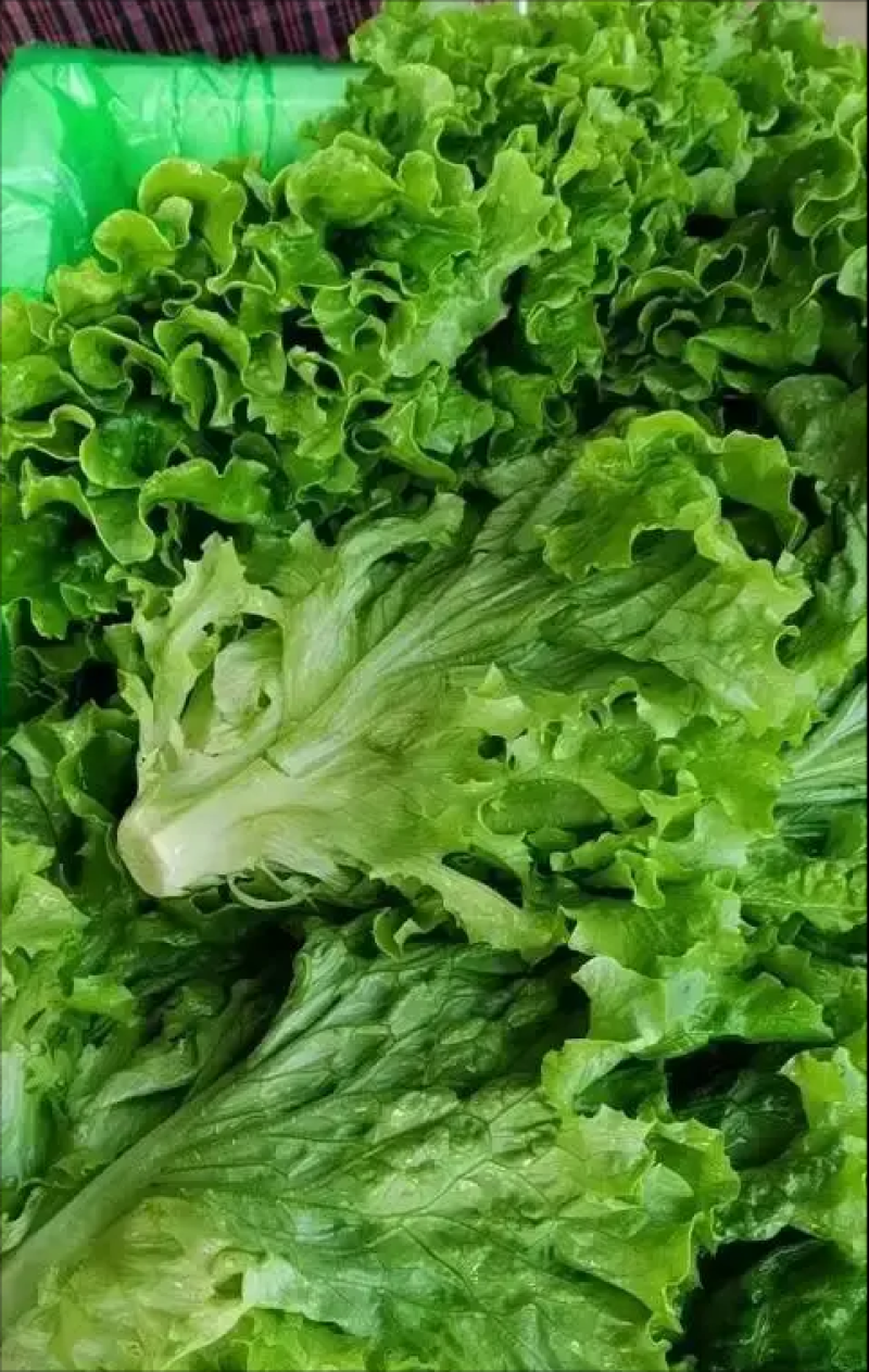生菜河北散叶生菜无烧心无干边提供各种包装常年供应