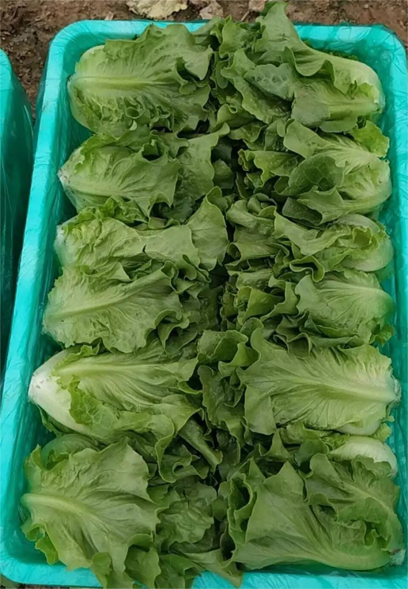 生菜河北散叶生菜无烧心无干边提供各种包装常年供应