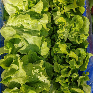 生菜河北散叶生菜无烧心无干边提供各种包装常年供应