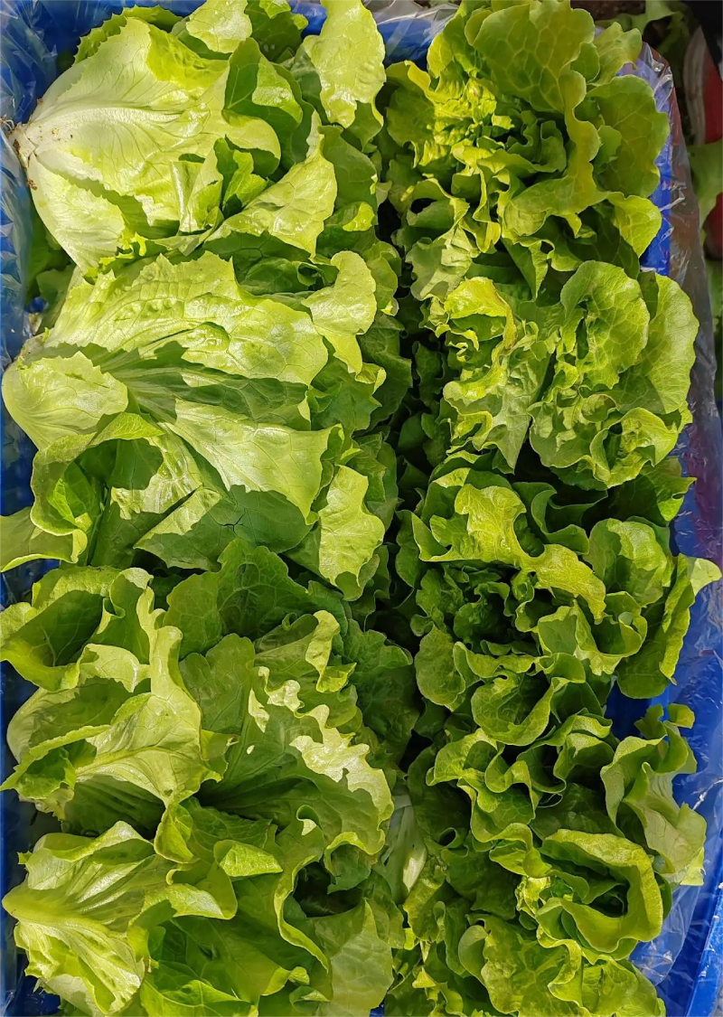 生菜河北散叶生菜无烧心无干边提供各种包装常年供应