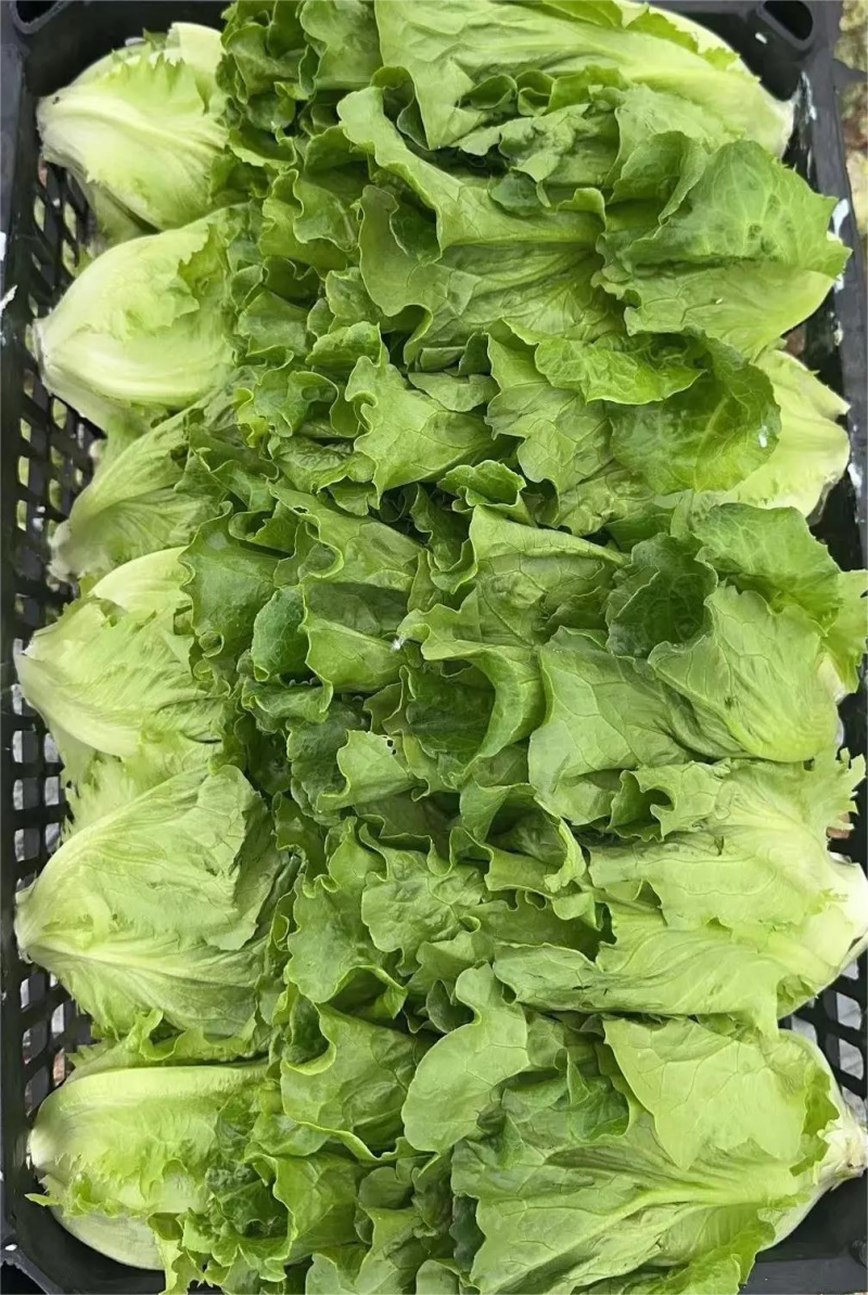 生菜河北散叶生菜无烧心无干边提供各种包装常年供应