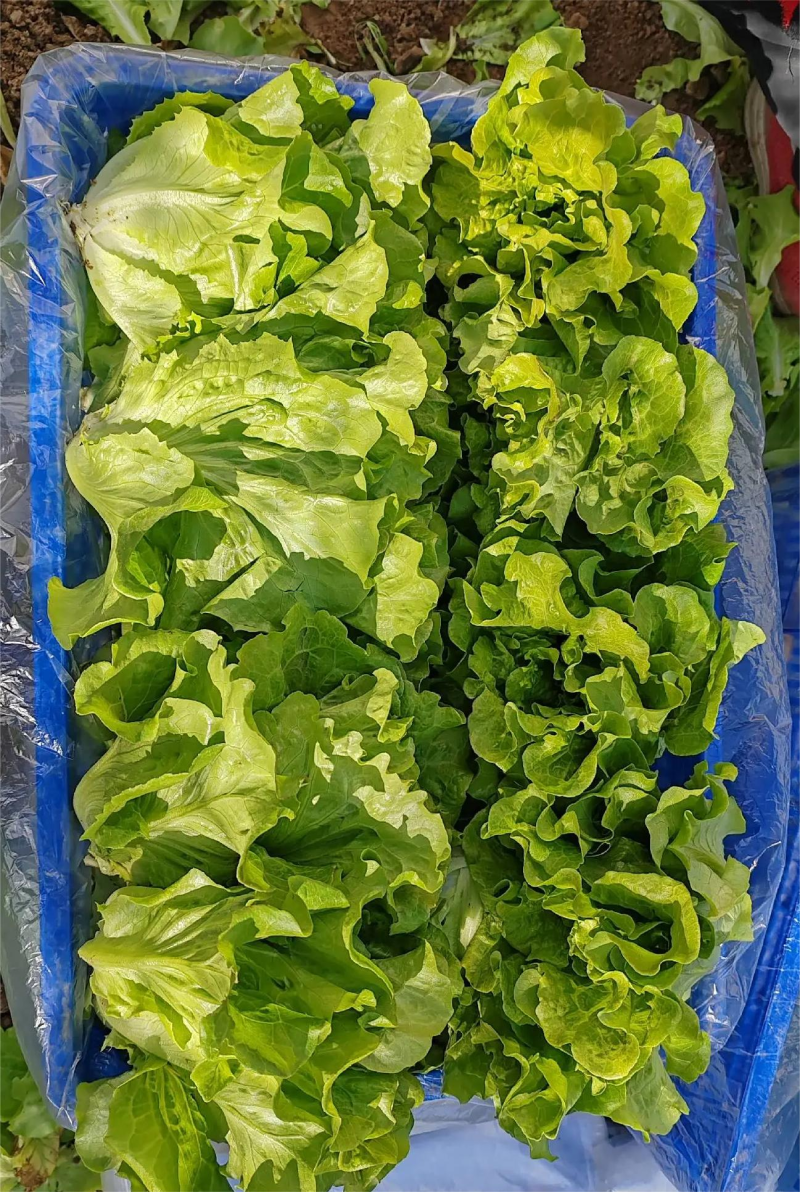 生菜河北散叶生菜无烧心无干边提供各种包装常年供应