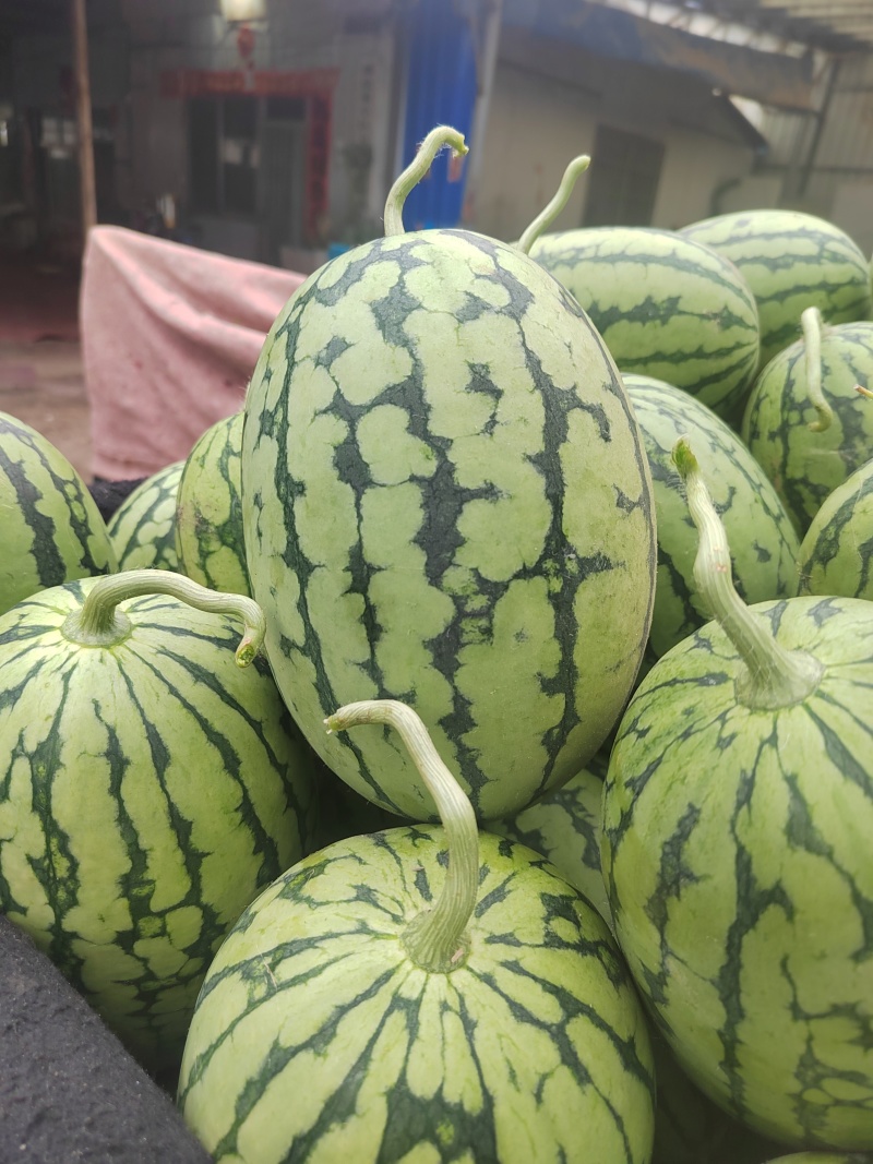 山东潍坊寒亭固堤的小糖丸西瓜，货源充足，对接电商，市场