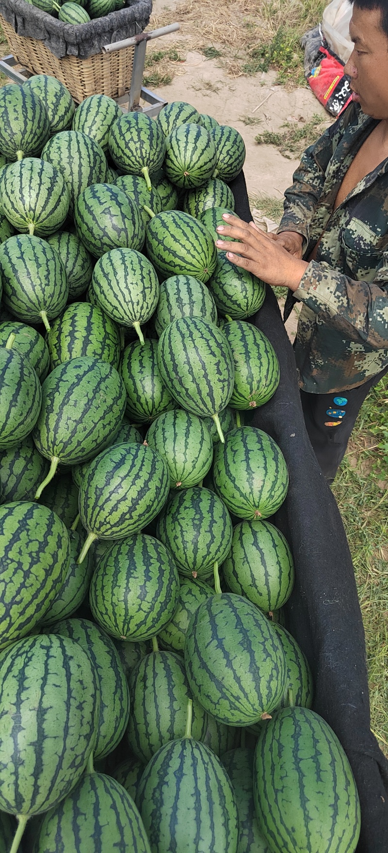 山东潍坊寒亭固堤的小糖丸西瓜，货源充足，对接电商，市场