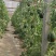 山东潍坊寒亭固堤的小糖丸西瓜，货源充足，对接电商，市场