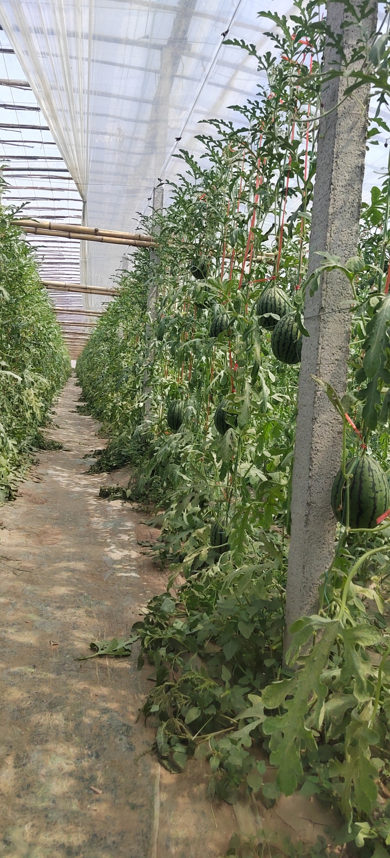山东潍坊寒亭固堤的小糖丸西瓜，货源充足，对接电商，市场