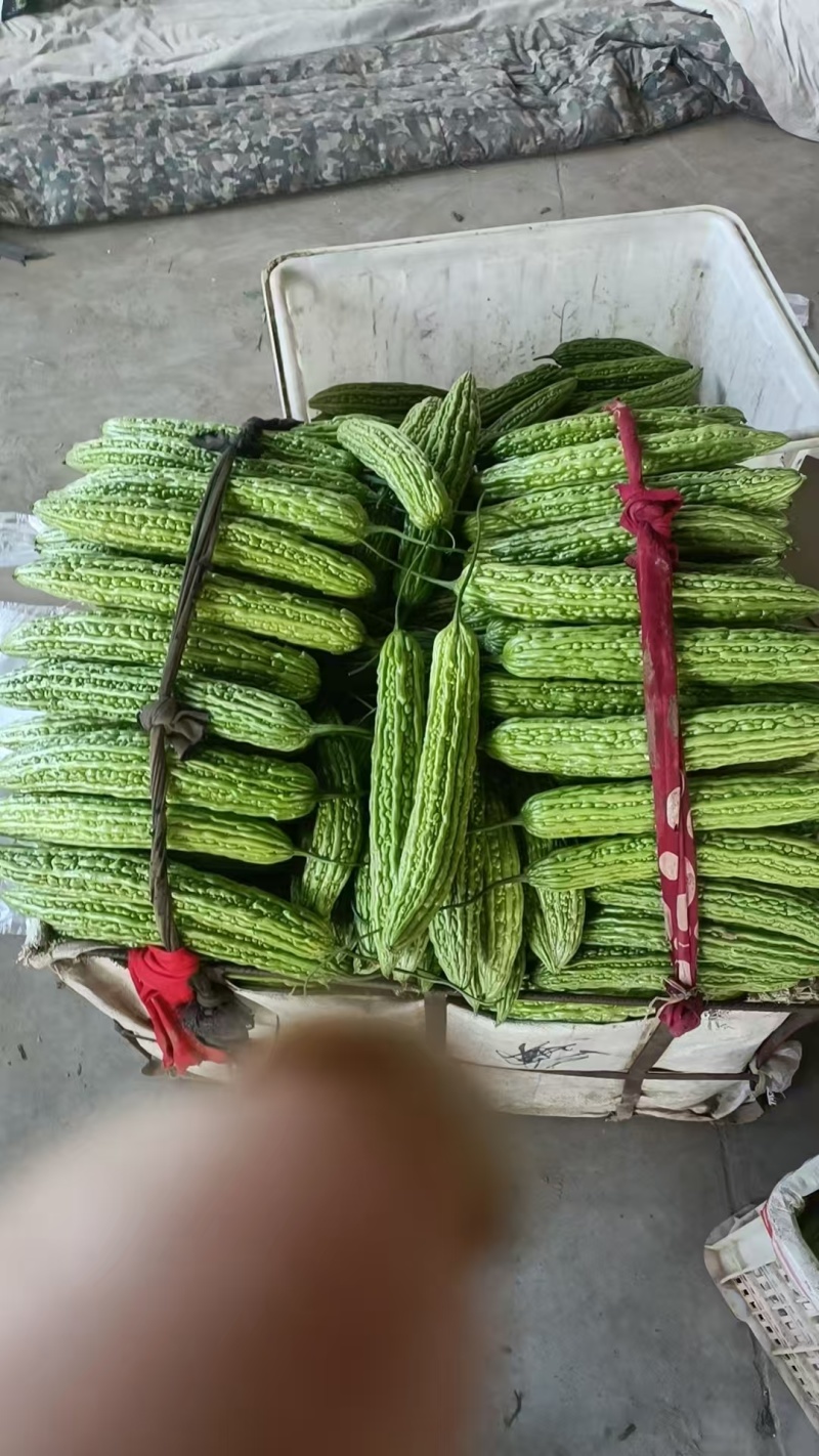 河南精品油绿苦瓜货源充足对接商超市场食堂电商