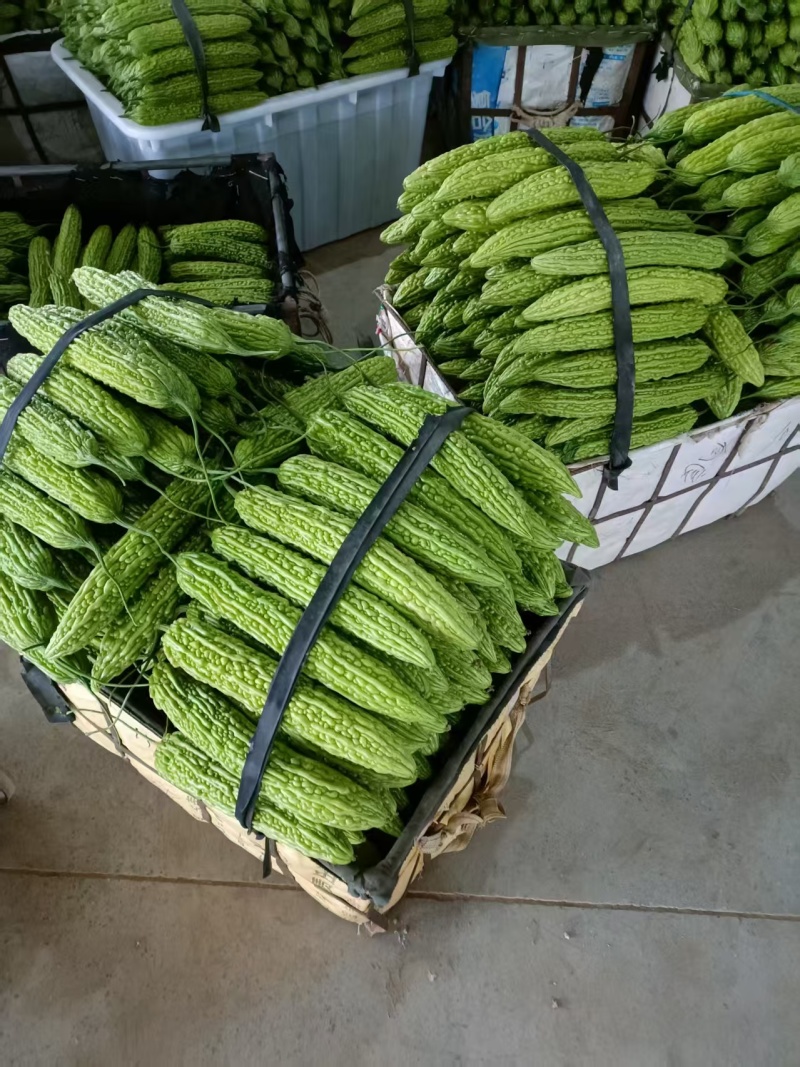 河南精品油绿苦瓜货源充足对接商超市场食堂电商