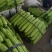 河南精品油绿苦瓜货源充足对接商超市场食堂电商