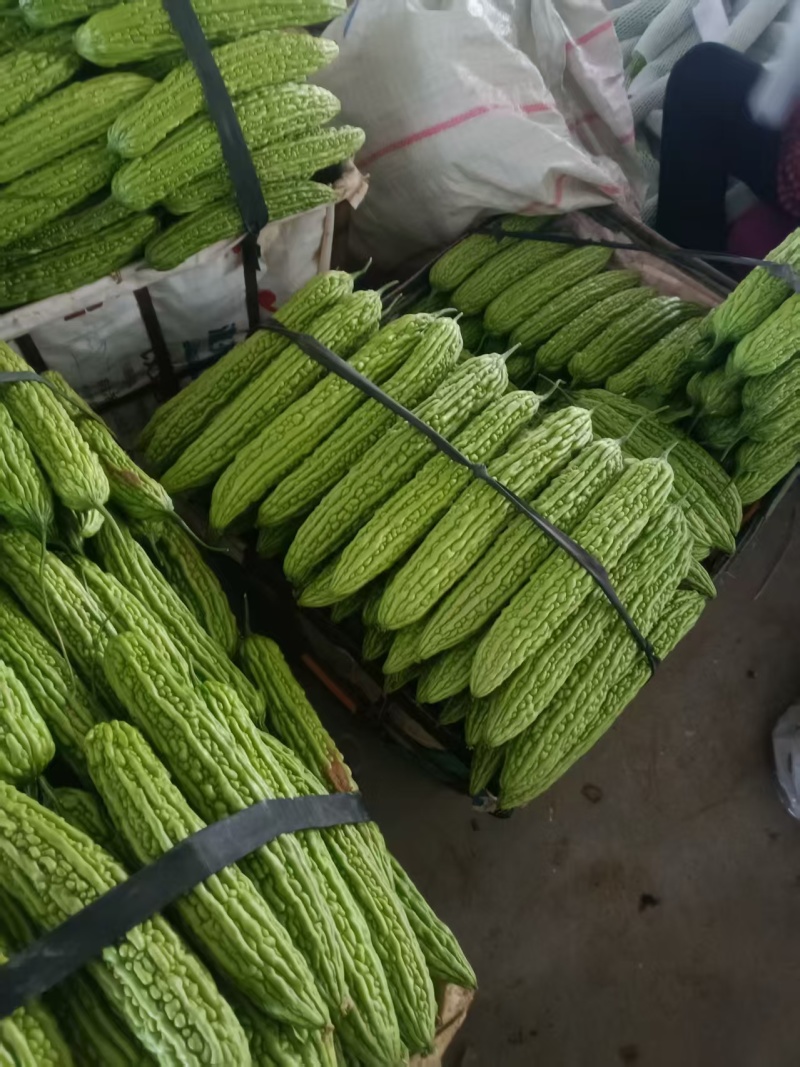 河南精品油绿苦瓜货源充足对接商超市场食堂电商