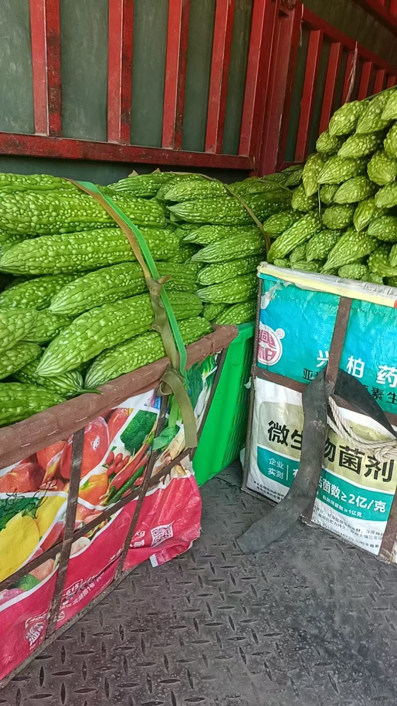 河南精品油绿苦瓜货源充足对接商超市场食堂电商