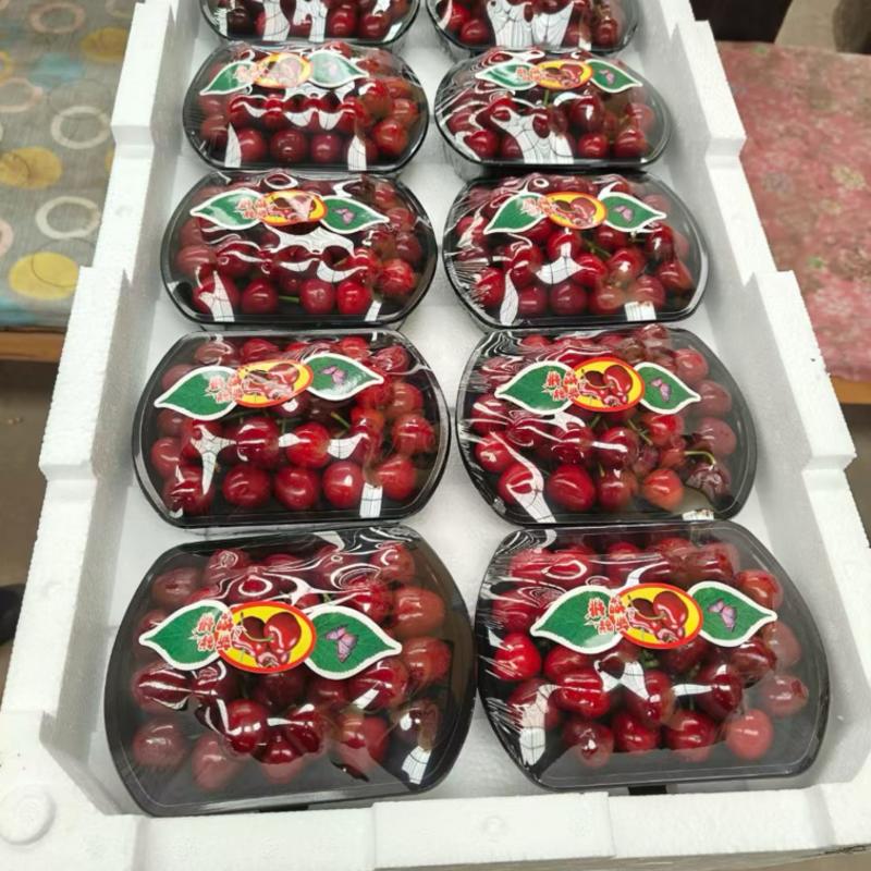 山东大樱桃！美早，布鲁克斯现货！支持一件代发，电商！