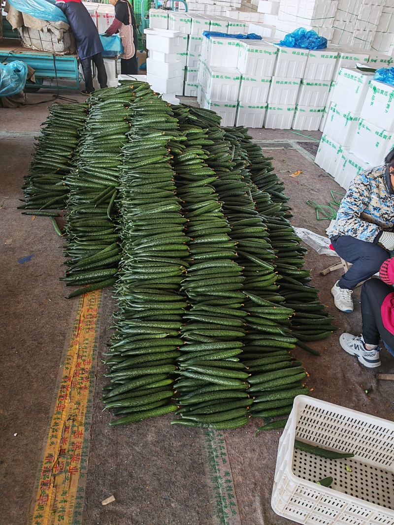 山东产地直供精品密刺黄瓜新鲜采摘价格优惠承接全国客商