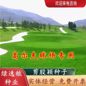 匍匐型剪股颖草籽低矮高尔夫球场别墅庭院绿化四季常青草坪
