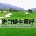 匍匐型剪股颖草籽低矮高尔夫球场别墅庭院绿化四季常青草坪