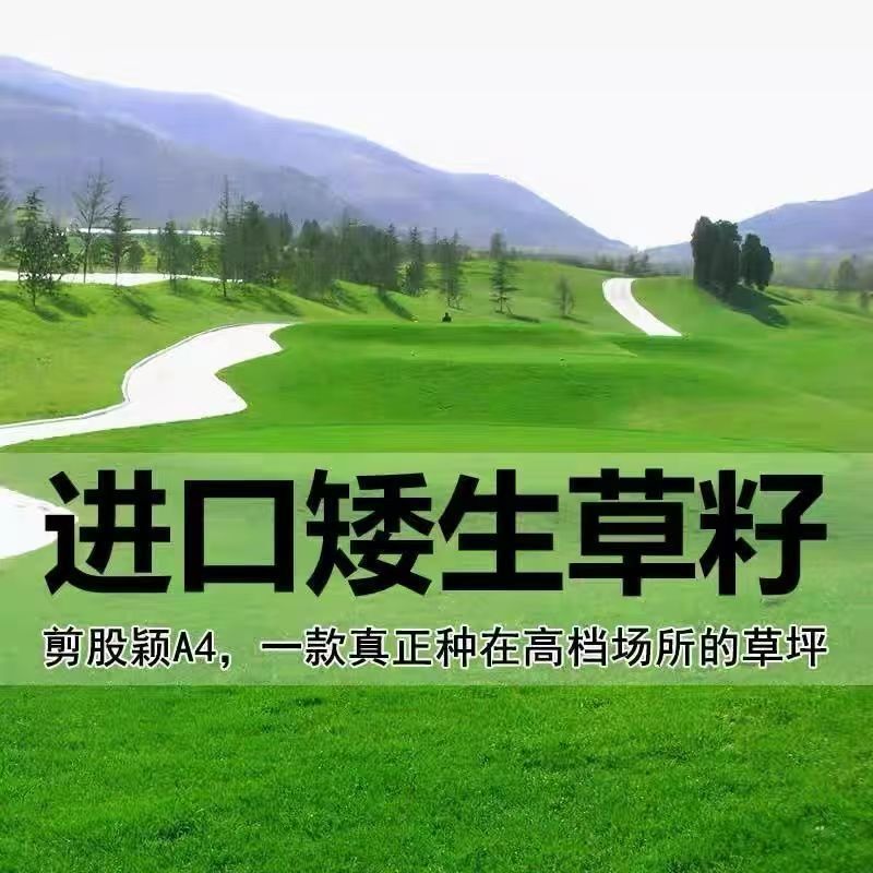 匍匐型剪股颖草籽低矮高尔夫球场别墅庭院绿化四季常青草坪