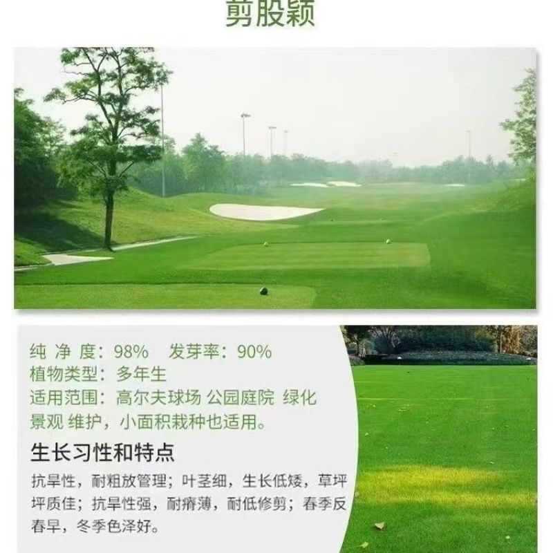匍匐型剪股颖草籽低矮高尔夫球场别墅庭院绿化四季常青草坪