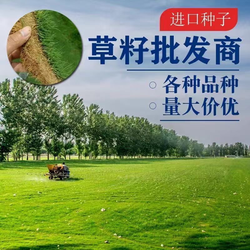 匍匐型剪股颖草籽低矮高尔夫球场别墅庭院绿化四季常青草坪