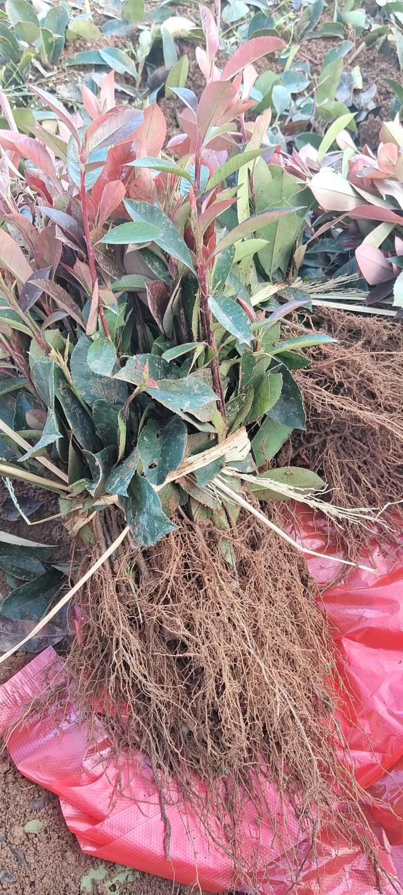 红叶石楠扦插小苗基地直发，价格优惠！