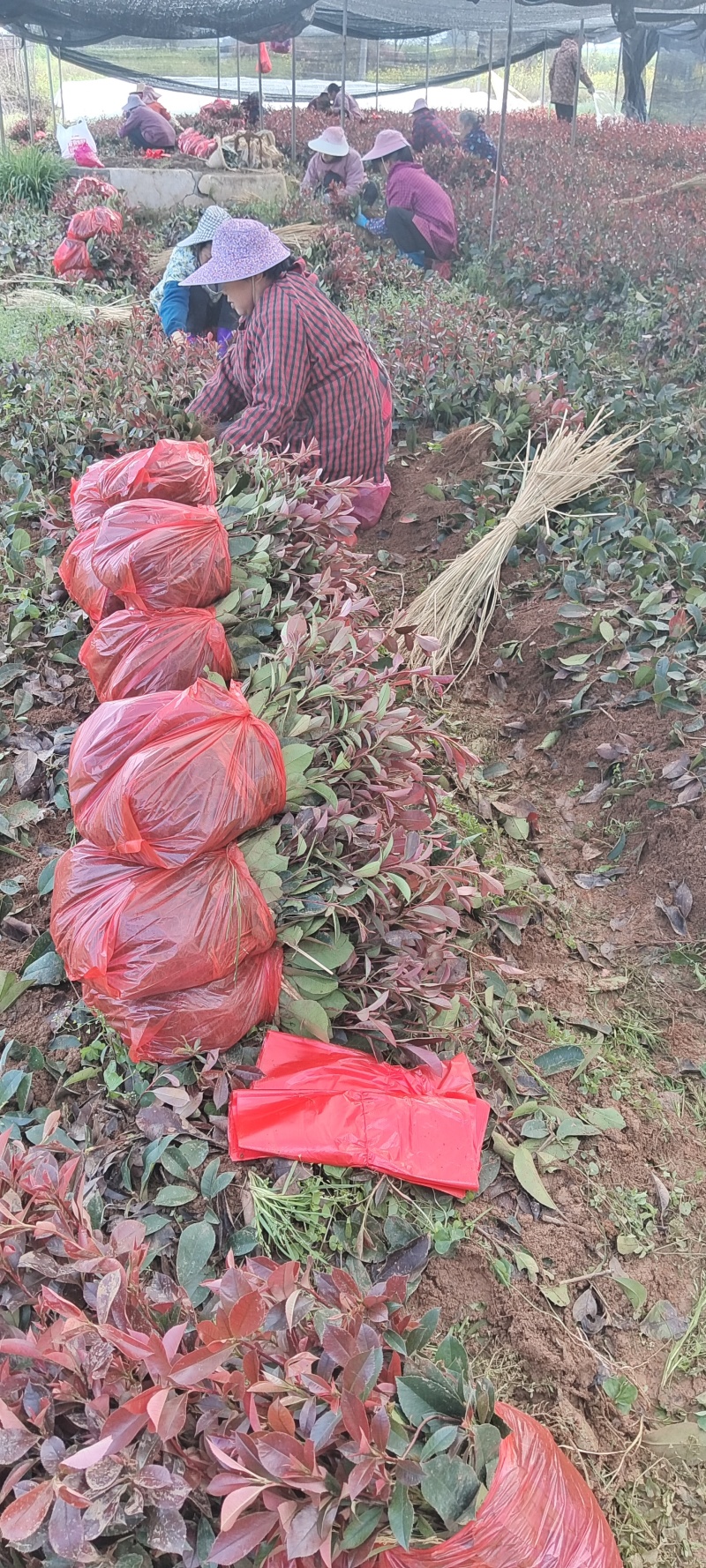 红叶石楠扦插小苗基地直发，价格优惠！