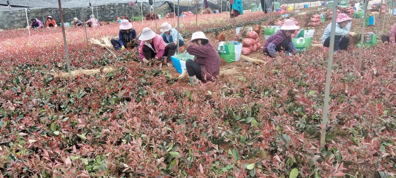 红叶石楠扦插小苗基地直发，价格优惠！