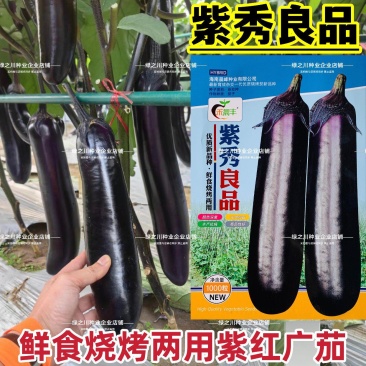 高品质紫红长茄子种子鲜食烧烤两用广茄种子光滑顺直高产茄子