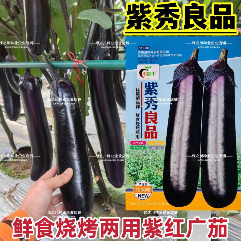 高品质紫红长茄子种子鲜食烧烤两用广茄种子光滑顺直高产茄子